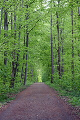 Poster - Waldweg im Frühling