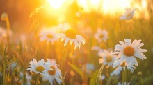 White Daisy Blossoms In A Field, Grassy Meadow Is Blurred, Warm Golden Hour Effect During Sunset And Sunrise, Copy And Text Space, 16:9