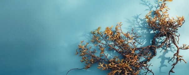 Seaweed sea background.