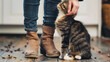 close up cat caresses around its owner's feet