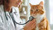 © bmf-foto.de - Veterinarian listening to cat with stethoscope