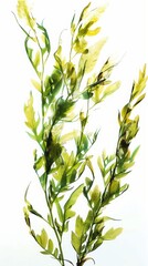 Wall Mural - Algae on a white background isolated.