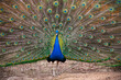 Indian Male Peacock. Peacock - peafowl with open tail, beautiful representative of male in great metalic colors. Peacock tail. Elegant colourful bird portrait. Pavo cristatus.