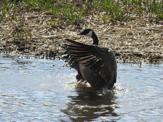 Canadian goose bathing, flapping its wings to fling more water over its body. Bombay Hook National Wildlife Refuge, Kent County, Delaware.