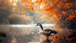 goose on an autumn river
