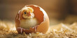 Cute chick emerging from a cracked egg on a straw bed