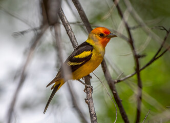 Wall Mural - Male Western Tanager in a spring time Colorado forest.
