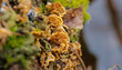 Delikatne grzyby saprofityczne rosnące na zgniłym pniu. Koniec lutego  - wiosenne przebudzenie w polskim lesie koło Ostrowca.