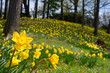 A carpet of daffodils in a Cleveland Ohio park, with focus on the close flower at left