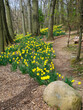 A path running along the top edge of a hill of daffodils in a Cleveland, Ohio, cemetery, vertical orientation