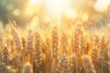 Fototapeta Zwierzęta - Earth Day Awakening: Sunlight Filtering Through a Vibrant Wheat Field, Inspiring Conservation Efforts