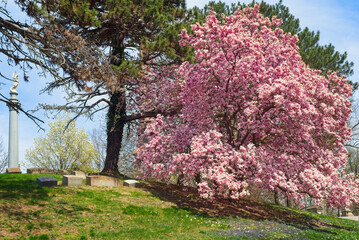 A large magnolia tree in full bloom in a Cleveland Ohio cemetery