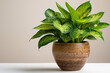 Fresh green potted plants isolated against a neutral backdrop, illustrating the beauty of indoor foliage