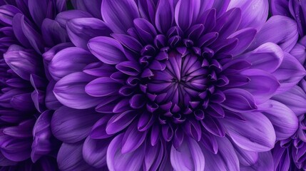 Wall Mural - A detailed image of a purple Chrysanthemum flower at a close distance.