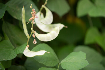 Canvas Print - Green beans growing on the vine in the garden with blurred background