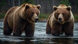 Fototapeta Sport - brown bears