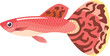 赤い熱帯魚グッピーのイメージイラスト