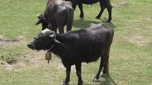Domestic Water Buffaloes Grazing In The Meadow Slow Motion 240fps