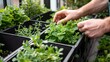 Urban Gardener's Delight Planting Seeds of Growth in a Balcony Paradise