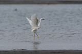 Fototapeta Zwierzęta - Snowy Egret jumping out of the water in Bodega Bay