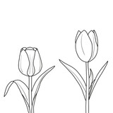 Fototapeta Tulipany - Tulips flower set of blooming plant. Tulips flower with stem and leaf line art. Outline vector doodle illustration.