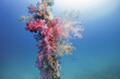 Beautiful close up colorful soft coral on buoy rope in deep sea scuba dive explore travel activity underwater blue background landscape in andaman sea Thailand