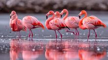 Flamingos Wading In Saltwater Lagoons, Capturing The Contrast Between Their Pink Plumage And The Reflective Water