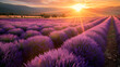 Lavender fields during the golden hour. The warm sunlight can enhance the vibrant purples and create a dreamy atmosphere