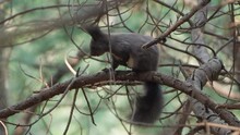 Eurasian Red Squirrel (Sciurus Vulgaris) Grooming On Pine Tree