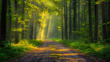 Fototapeta Las - Mystic Forest Path under Sunlight, Green Trees and Autumn Foliage Magic