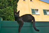 Fototapeta Natura - Katze in Sollies Ville in Frankreich