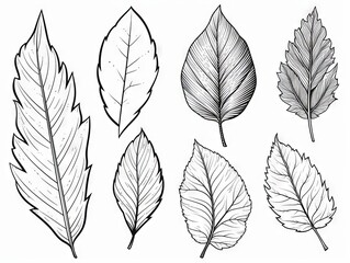Wall Mural - Assorted leaf outlines for creative coloring activities - detailed botanical illustration vector set