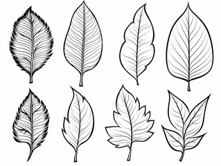 Wall Mural - Assorted leaf outlines for creative coloring activities - detailed botanical illustration vector set
