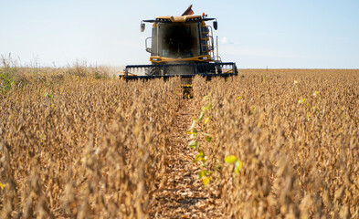 Wall Mural - Harvesting of soybean