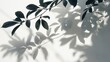 Shadow of a plant on a wall, suitable for interior design projects