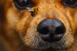Close up of bee sitting on dog's face