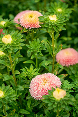 Sticker - nice aster flowers in the garden