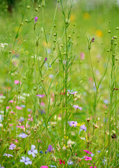 Canvas Print - sumer meadwo with different flowers