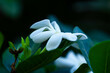 Fleur Tiare Tahiti / Gardenia tahitensis