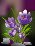 Fototapeta  - spring composition with purple crocuses

