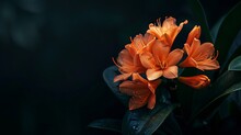 Generative AI : Orange Flower Clivia Miniata On A Dark Background