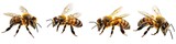 Set of honeybee isolated on transparent background