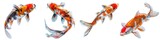 Set of koi fish isolated on transparent background