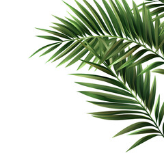 Vector watercolor palm leaves, coconut palm leaves, tropical leaves, variety, ornamental plants, banana leaves, transparent background