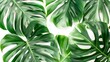 Exotic leaves and leafy texture from a tropical plant collection create a peaceful, urban jungle vibe in botanical photography.