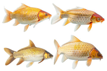 Wall Mural - Collection of 4 Carp fish In different view isolated on white background PNG