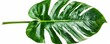 Close-up leaf of tropical greenery, vibrant botanical colors on white, indoor gardening, peaceful jungle vibes.