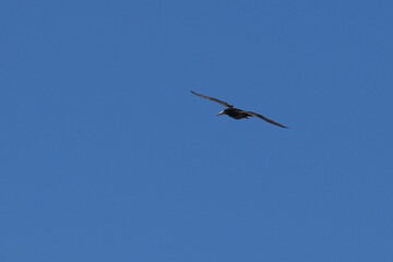 Wall Mural - brown booby in flight