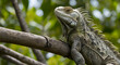 Portrait of an iguana lying on a tree branch in a zoo with eyes closed front view with high angle  geneative ai 
