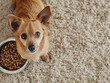 Cute pets looking up at the camera with a bowl full of pet dry kibble food on beige carpet background with copy space, concept of funny animal waiting for treat, picky on food, greedy dog.Ai